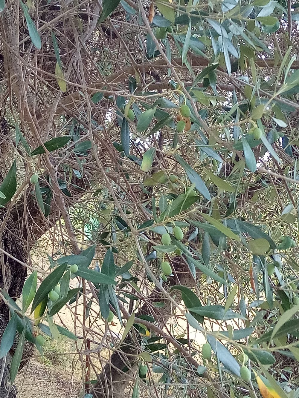 Drupe dell'albero di Ulivo di Pisciotta