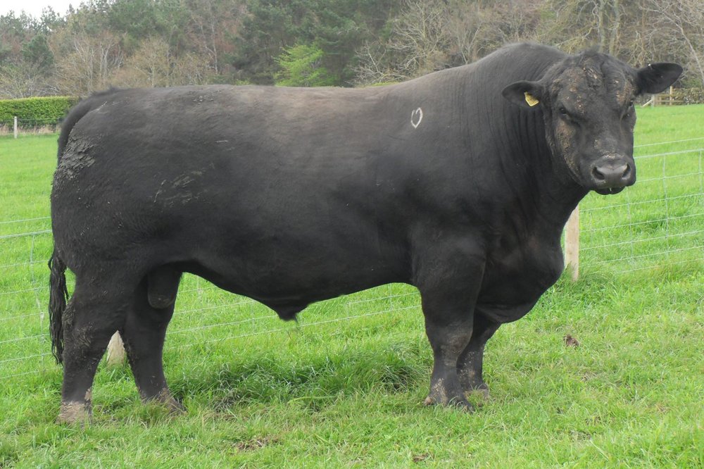 Svensk Wagyu Cattle