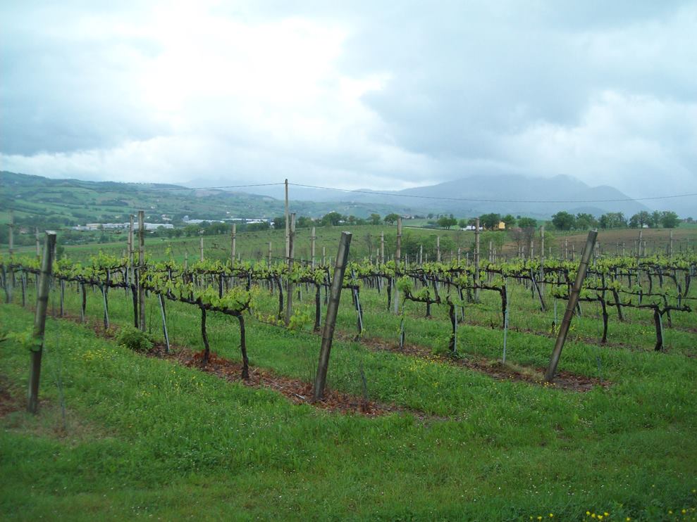 Fattoria La Monasceca- vigneti