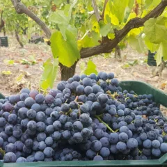 Iniziato il taglio delle uve sul Vesuvio