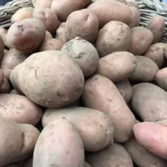 Taburno experience - Le patate
