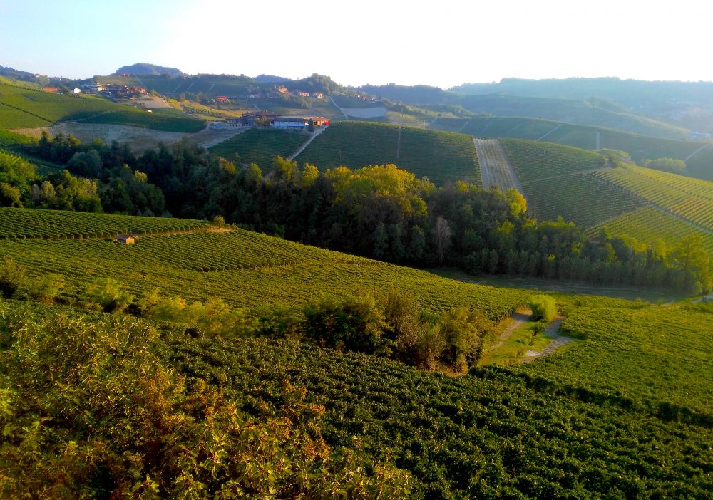 Vigne Castiglione Falletto