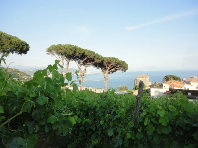 Vigne di Raito e sullo sfondo Villa Guariglia