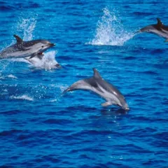 Delfini al largo delle Cinque Terre