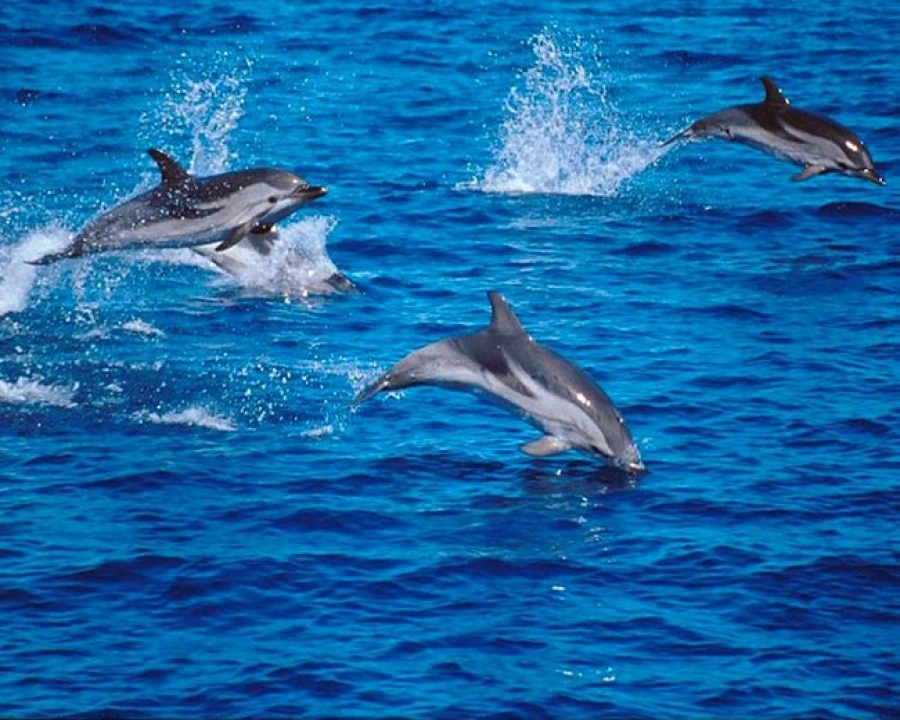 Delfini al largo delle Cinque Terre