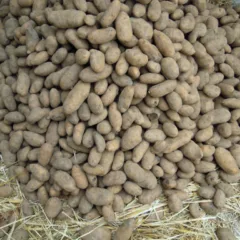 patata interrata Taburno