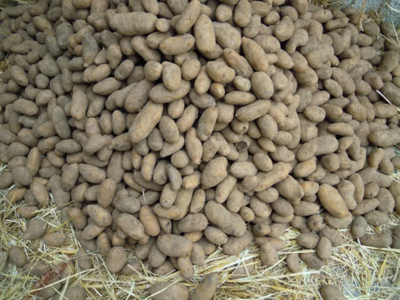 patata interrata Taburno