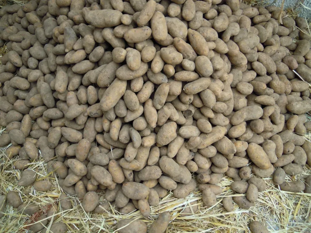 patata interrata Taburno