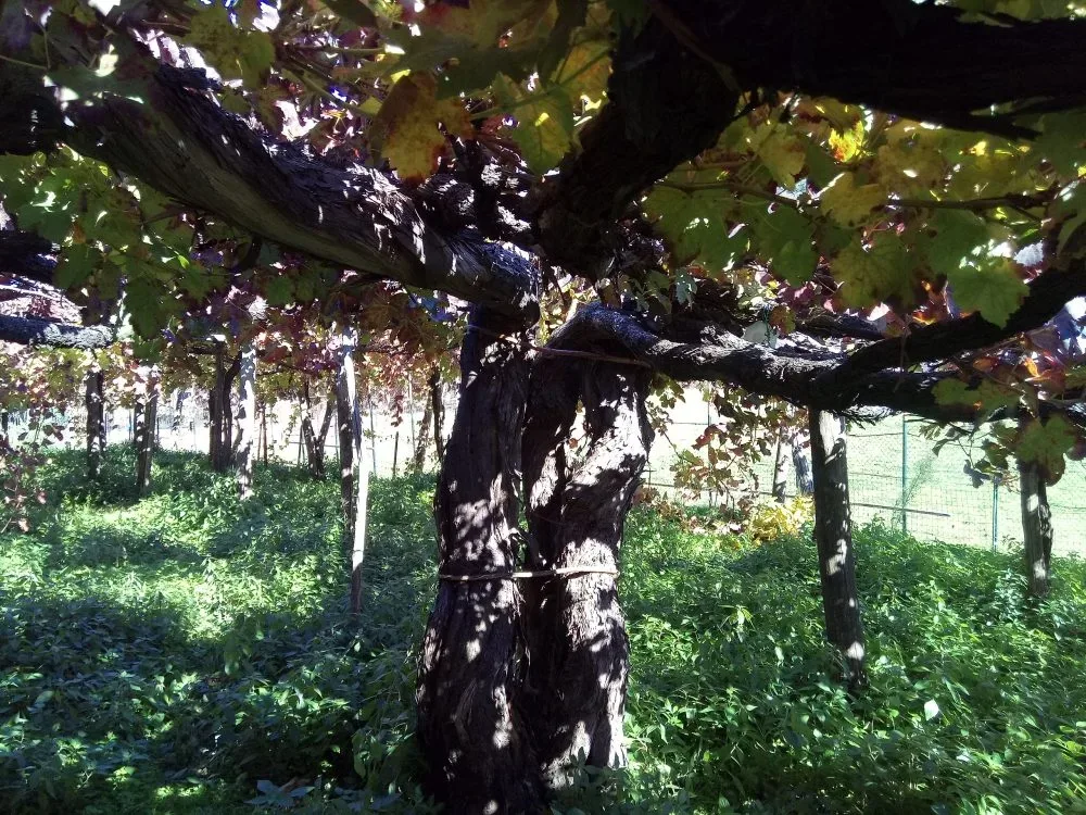 Cantine Apicella Vite vecchia di 200 anni
