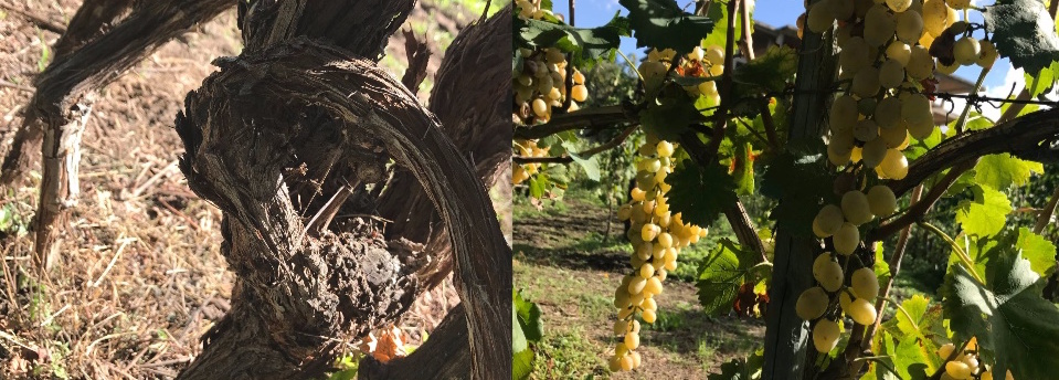 Cantine Olivella - La vite e l'uva