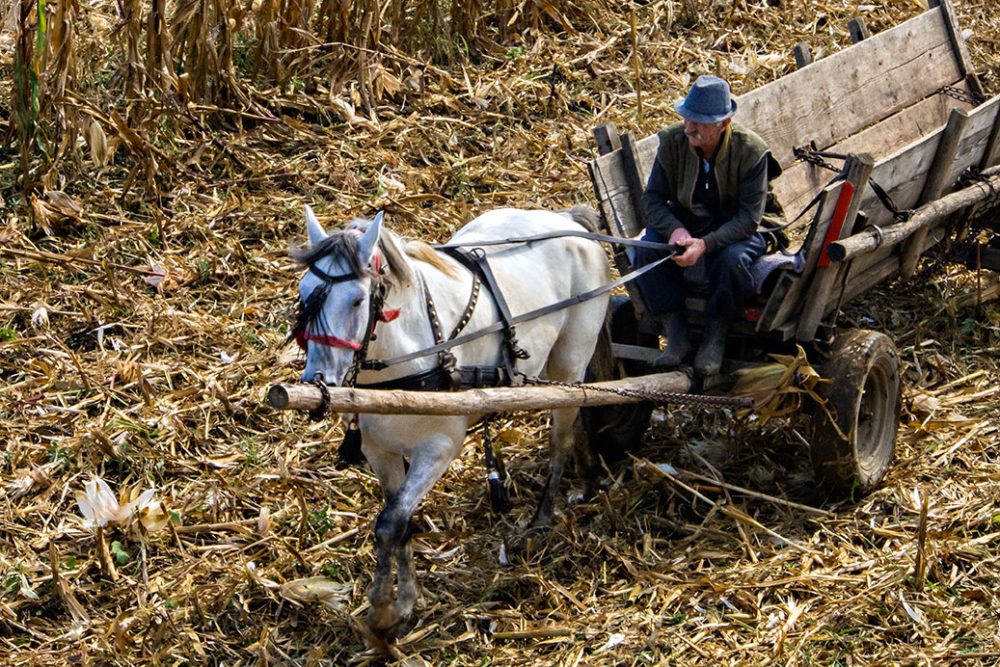 Romania -Contado