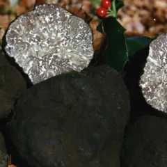 Tartufo nero Bagnoli