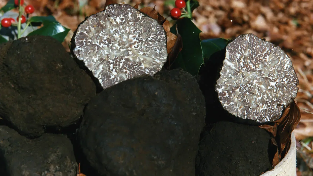 Tartufo nero Bagnoli