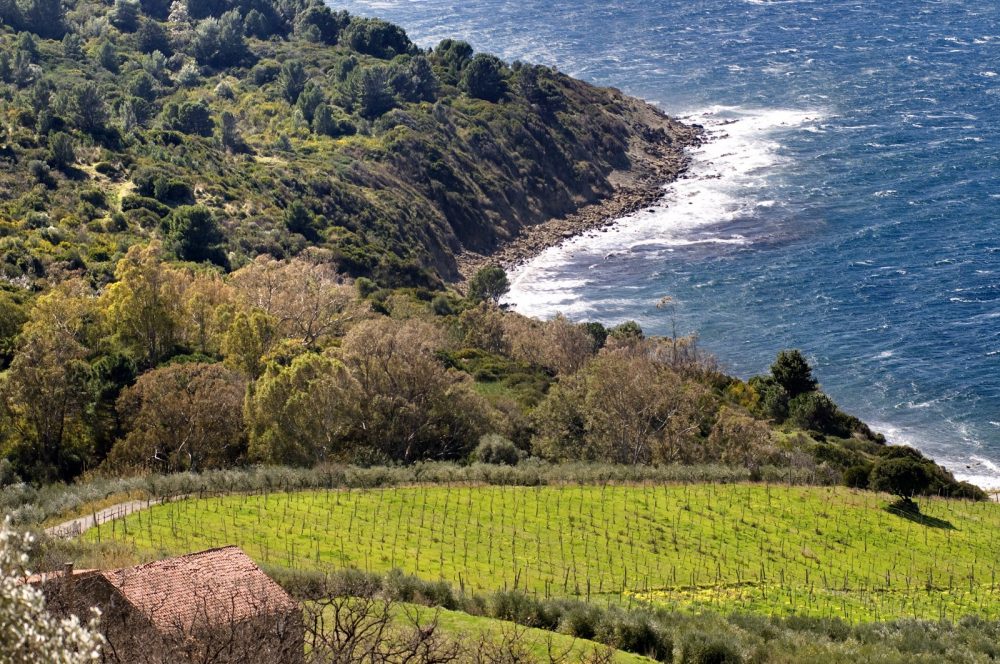 Vigne Azienda Agricola San Giovanni — Castellabate