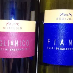 Vini di Mila Vuolo