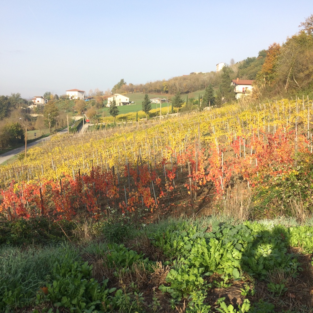 Cantina Torricino - i colori della vigna a novembre a Tufo