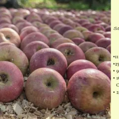 Paniere 2017 autunno