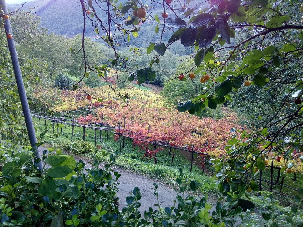 Tenuta San Francesco, Vigneto