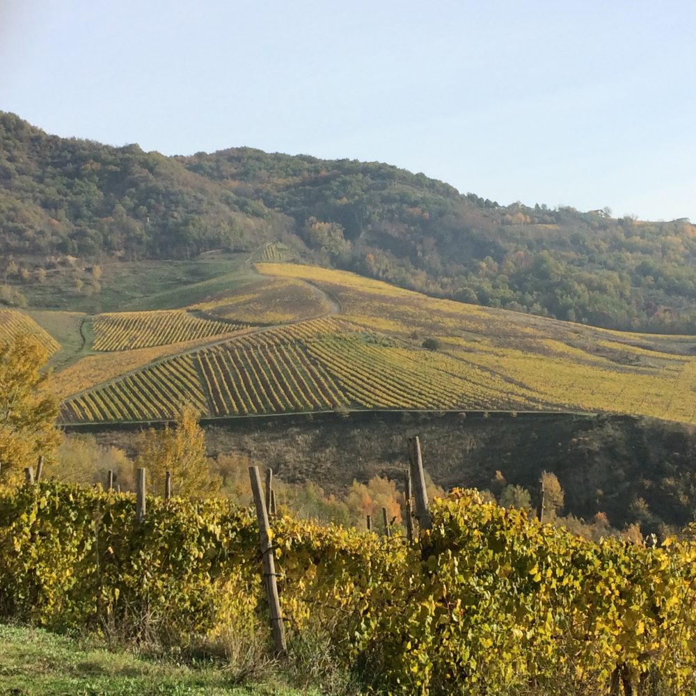 Vigneti in collina di Greco