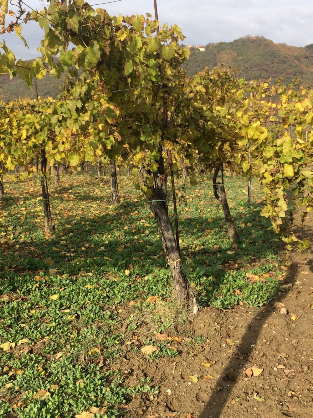 Vigneto storico a Raggiera di Greco