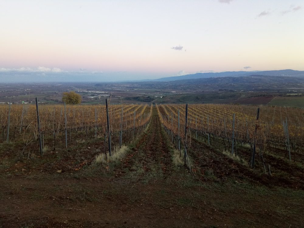 Masseria Falvo, Vigneto con lo sfondo della Piana di Sibari