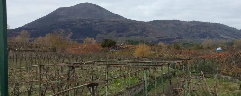 Azienda Sorrentino