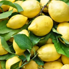 limoni amalfitani