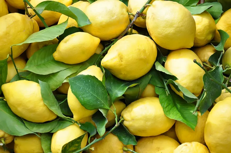 limoni amalfitani