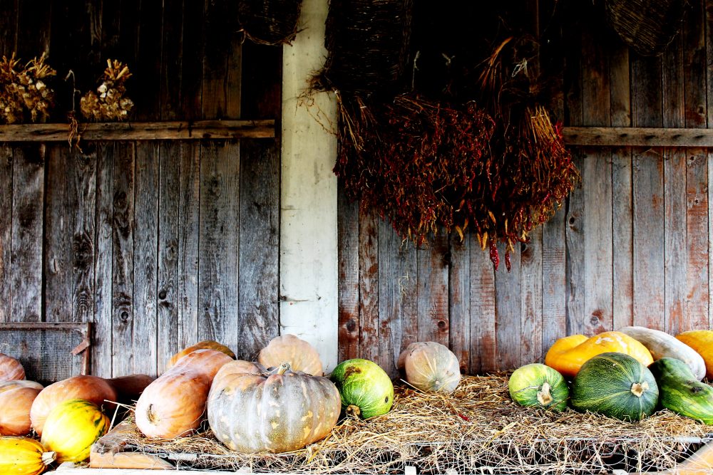 Le Campestre – le zucche