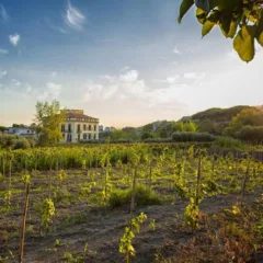 Il recupero e la valorizzazione delle vigne storiche