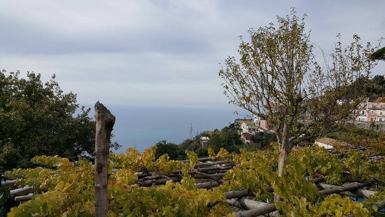 Bacco, i vigneti vista mare