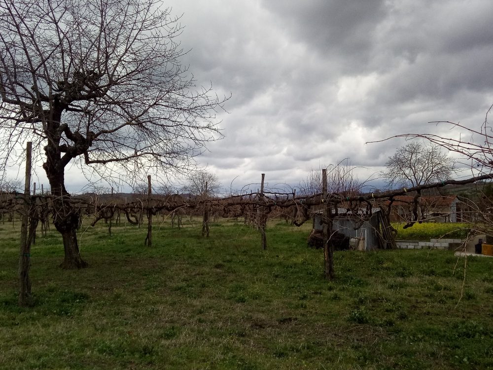 Contrade di Taurasi Vigneto a starseto