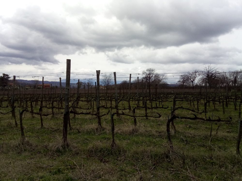 Contrade di Taurasi Vigneto per il Taurasi Vigne d''Alto