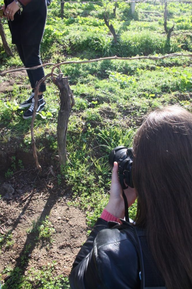 Tra i vigneti di Campi Flegrei Falanghina e Campi Flegrei Piedirosso