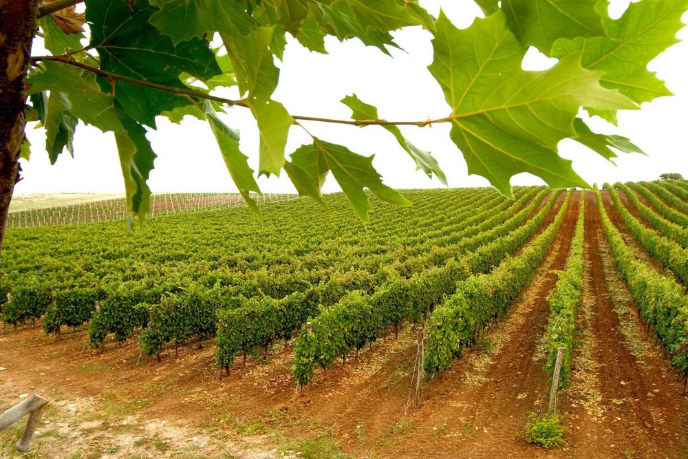 Vigneto Azienda Lagala