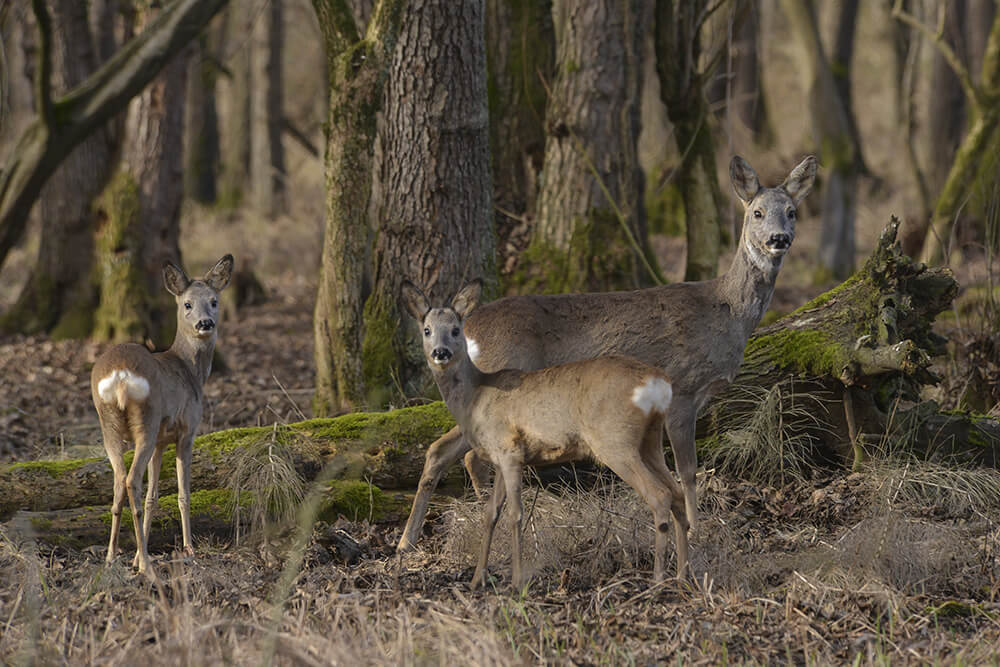 Riserva San Massimo, fauna, foto dal web