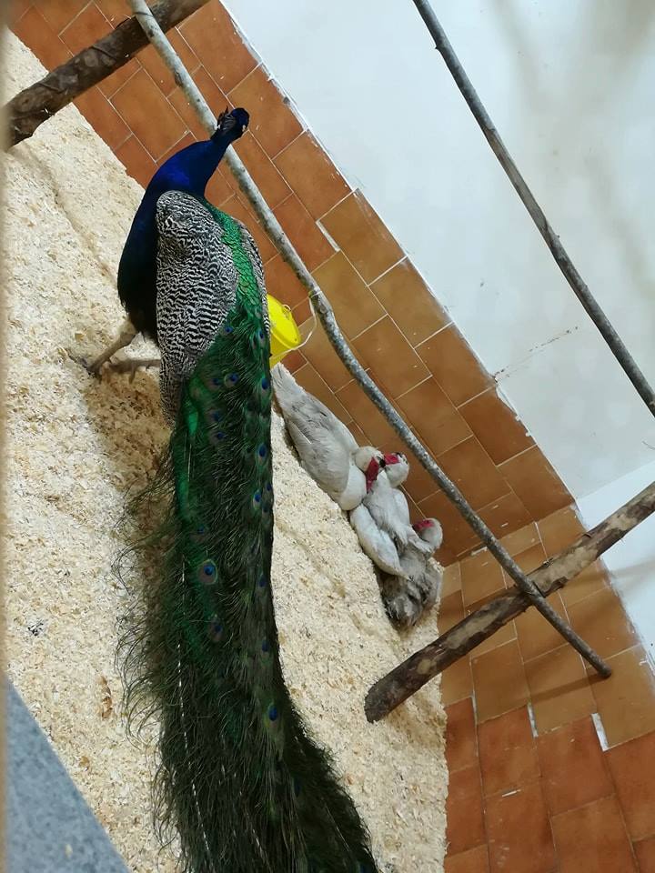 Il pavone custodito nell'aia della chiesa