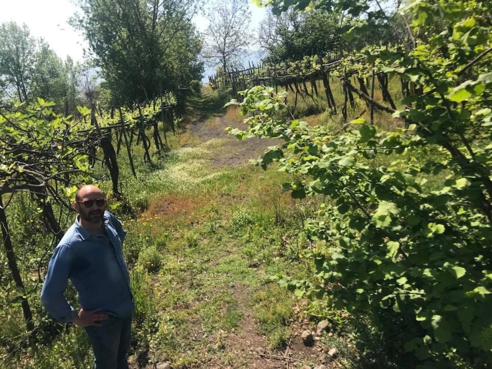 Cantine Matrone, Andrea