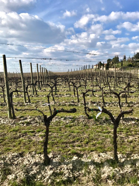 Brunello di Montalcino Franco Pacenti - i vigneti