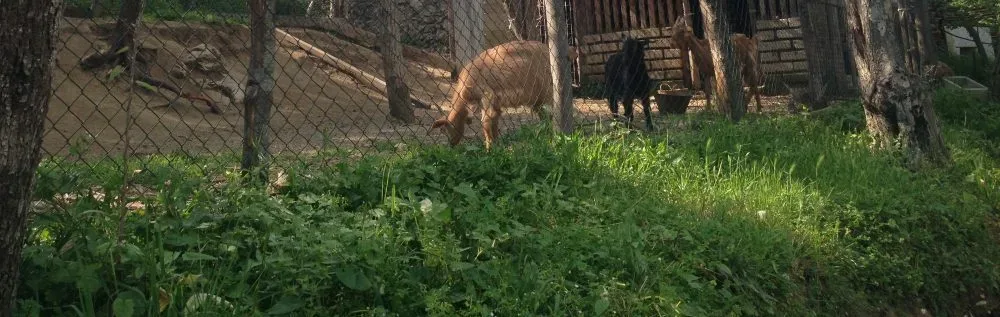 Il Casale del Mirto - caprette