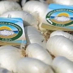 La cipolla bianca di Margherita di Savoia - foto da web -