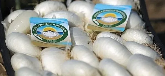 La cipolla bianca di Margherita di Savoia - foto da web -