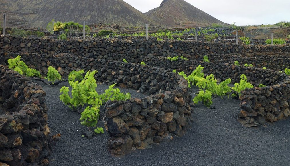 Vigne su suolo vulcanico