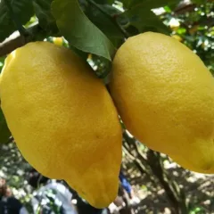 Lo sfusato amalfitano