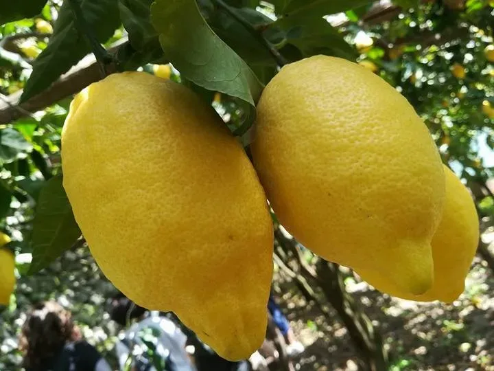 Lo sfusato amalfitano