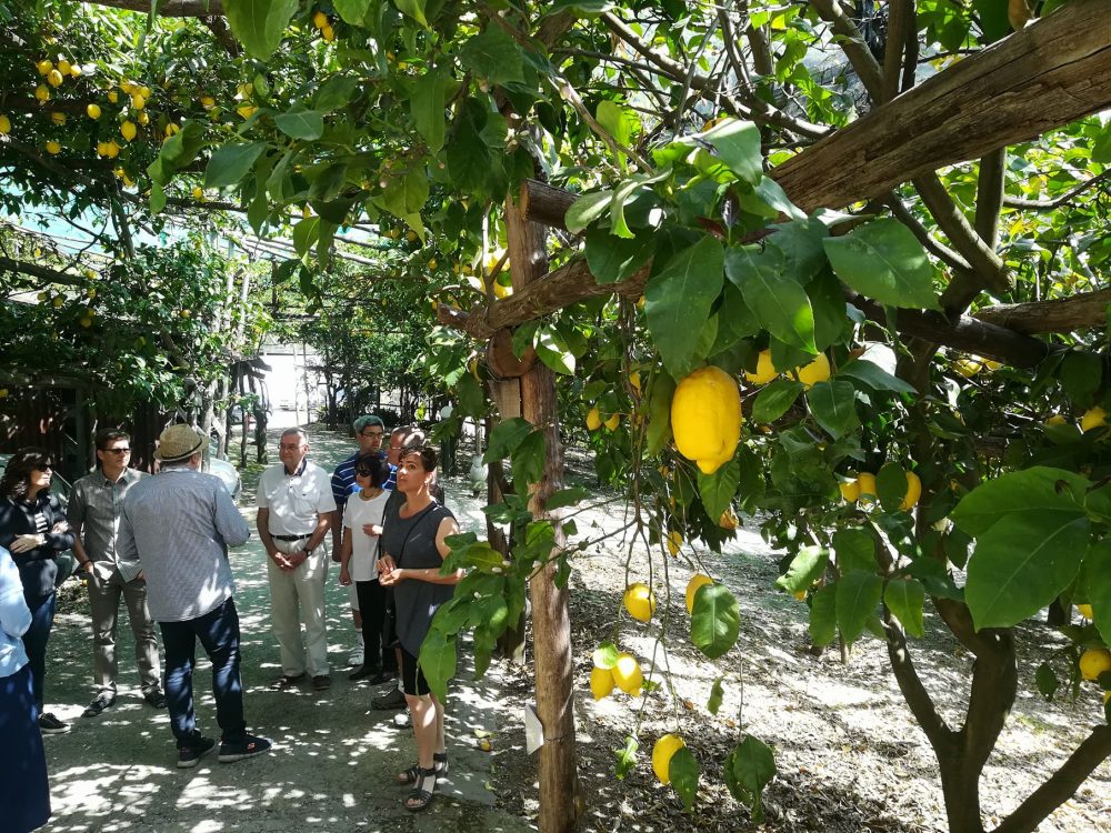 Amalfi Lemon Experience