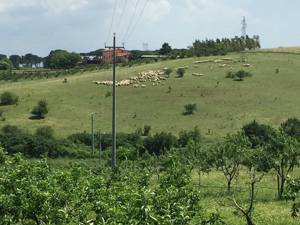 Casali del Pino, le pecore dell'azienda