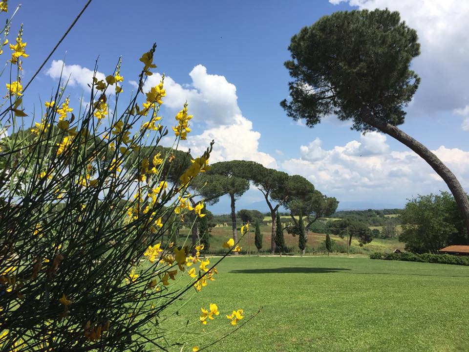 Casali del Pino, panorama sui pini