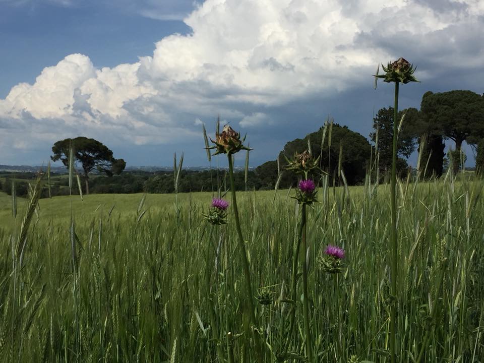 Casali del Pino, panorama sul Parco di veio