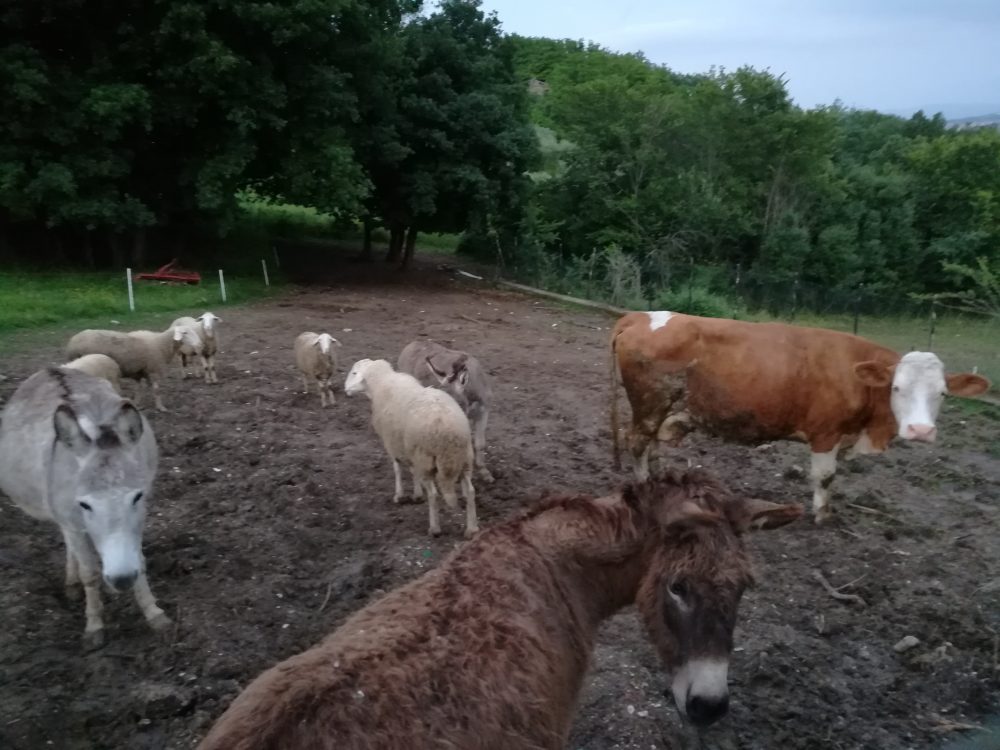 Fattoria La Cinta, Gli asini - Rosina, Peppina, Silvia, Marinella